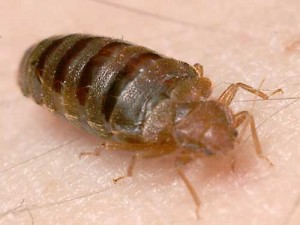 Winnipeg Bed Bug