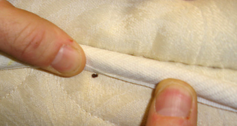 470-bed-bug-found
