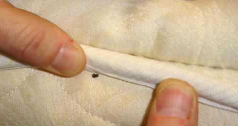 Do Glue Traps Really Work For Bed Bugs?