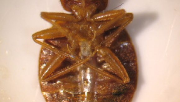 C_lectularius_ventral_BAM