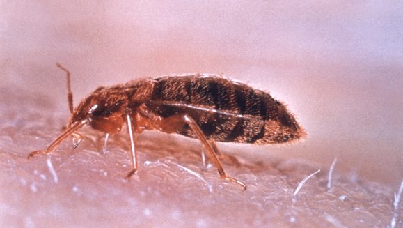 Cimex_lectularius